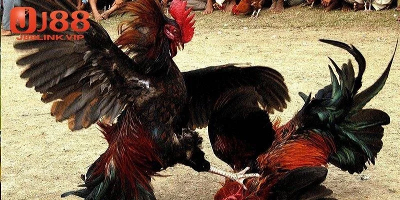 Cách áp dụng luật chơi đá gà Campuchia