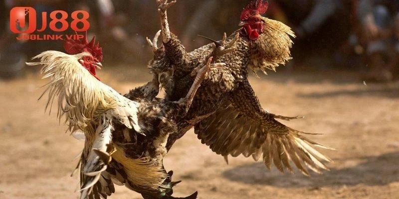 Chiến thuật đá gà cựa tròn hiệu quả