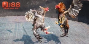 Mẹo chơi đá gà Thomo