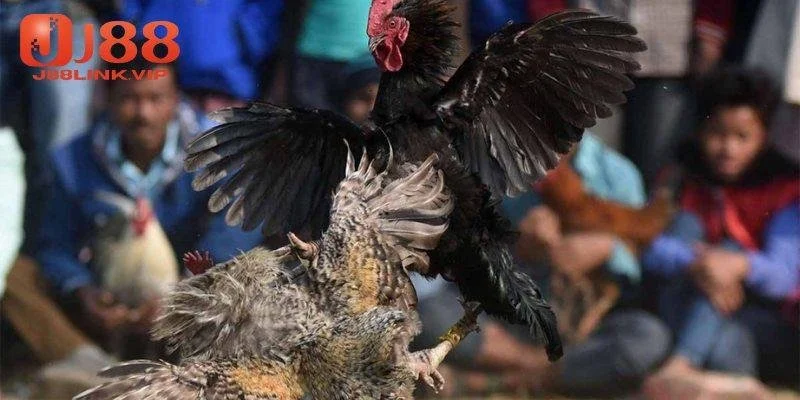 Tìm hiểu cơ bản về mẹo chơi đá gà Thomo