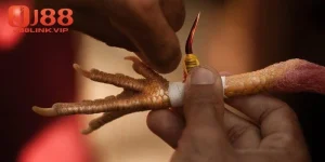 đá gà cựa sắt